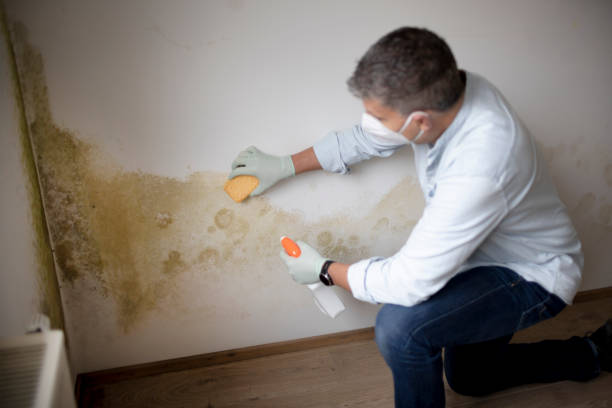 Best Basement Mold Removal  in West Wood, UT