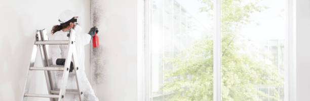 Best Mold Damage Restoration  in West Wood, UT
