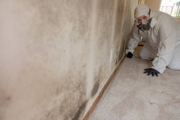 Best Asbestos and Lead Testing During Mold Inspection  in West Wood, UT